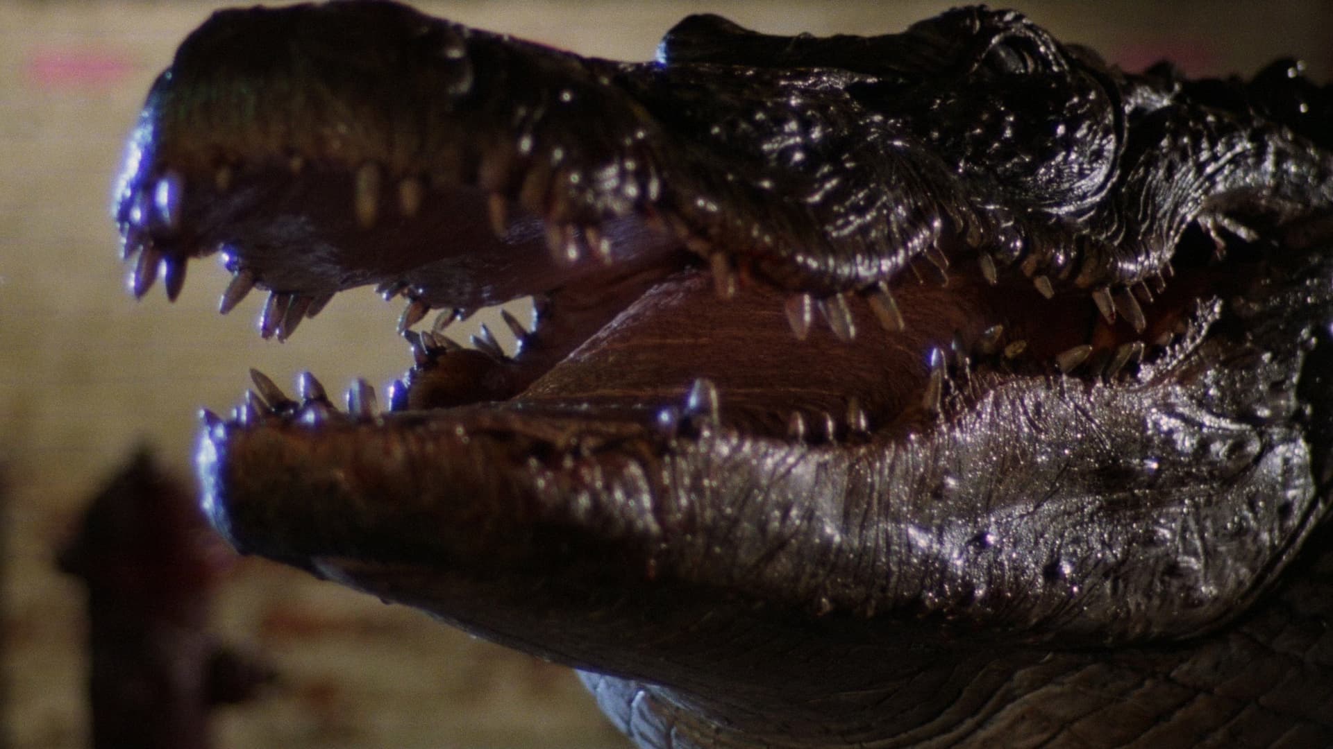 Alligator / Алигатор