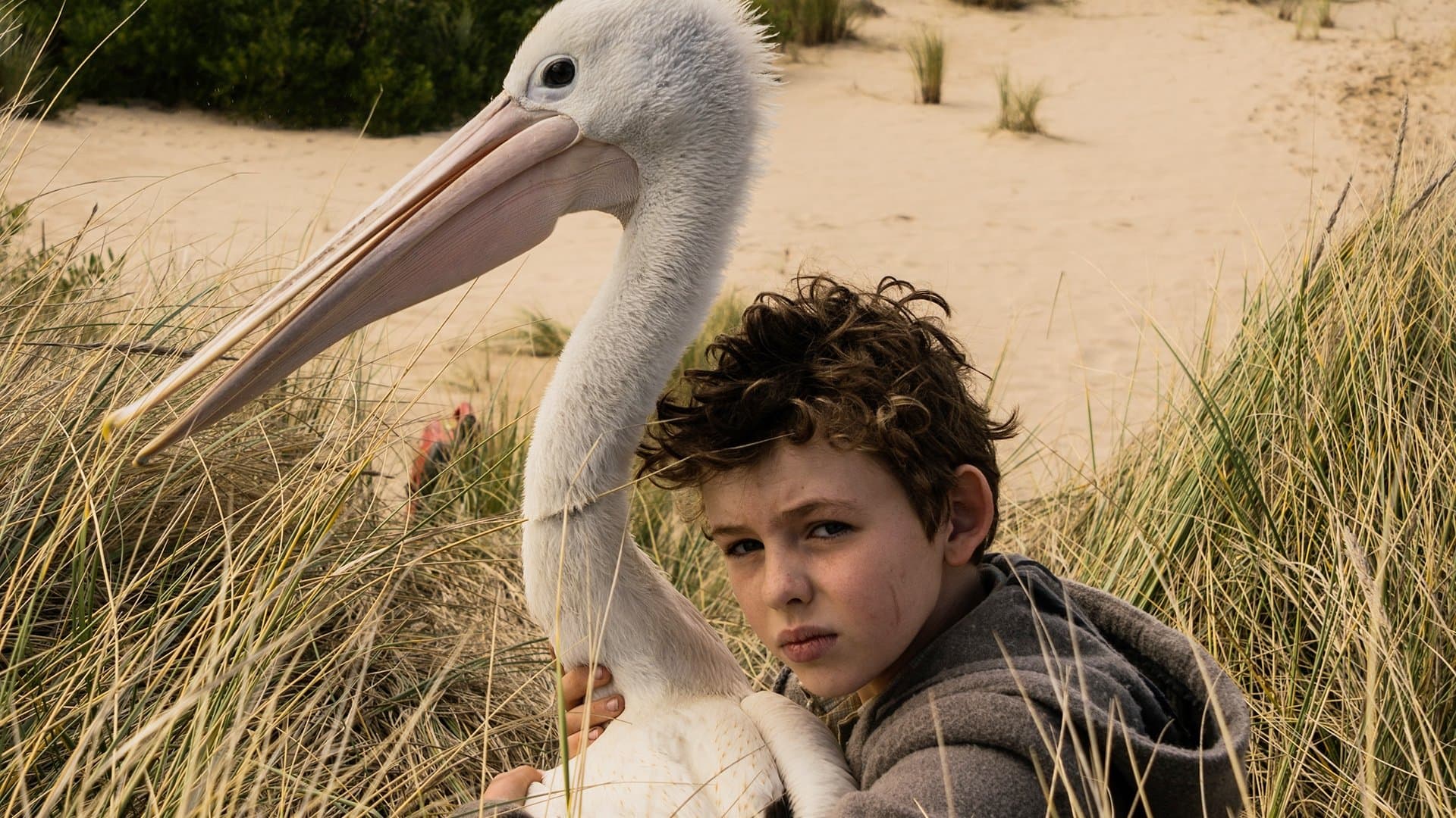 Storm Boy / Момчето и пеликанът
