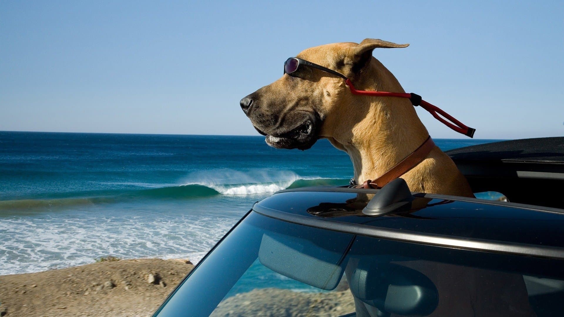 Marmaduke / Мармадюк