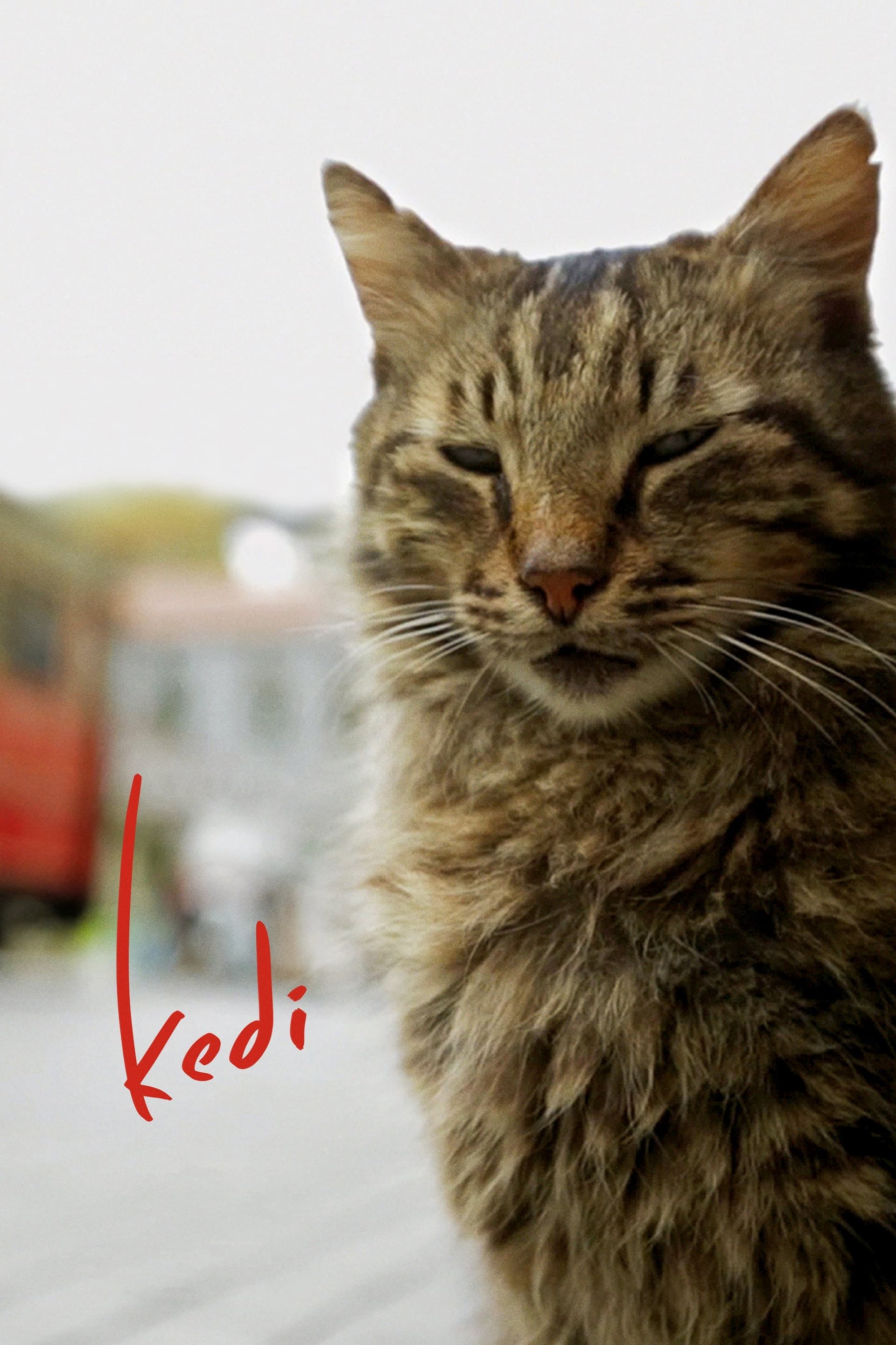 Kedi / Котки