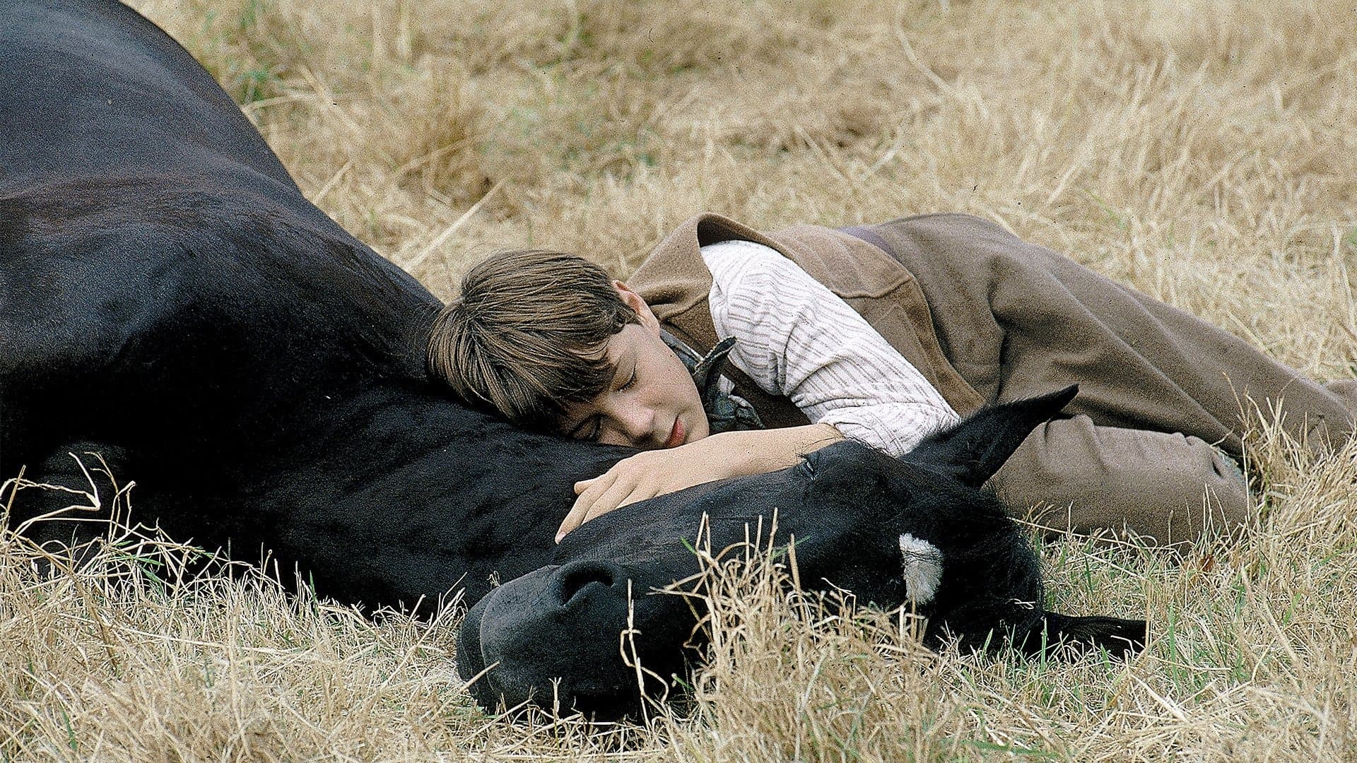 Black Beauty / Черният красавец