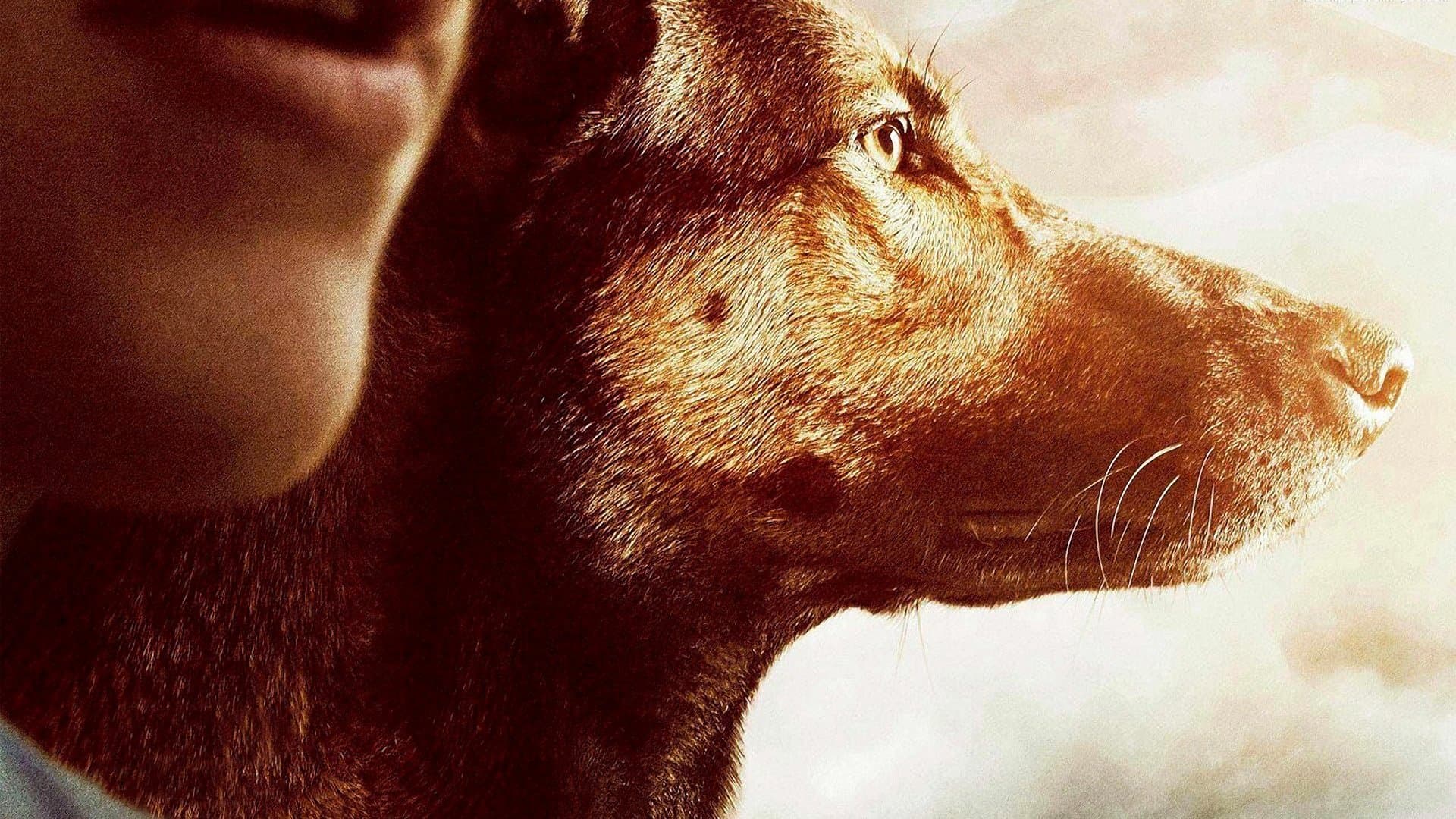 Max / Макс