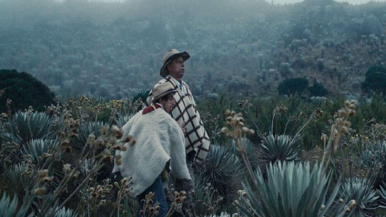 A Vanishing Fog / В мъглата (2021)